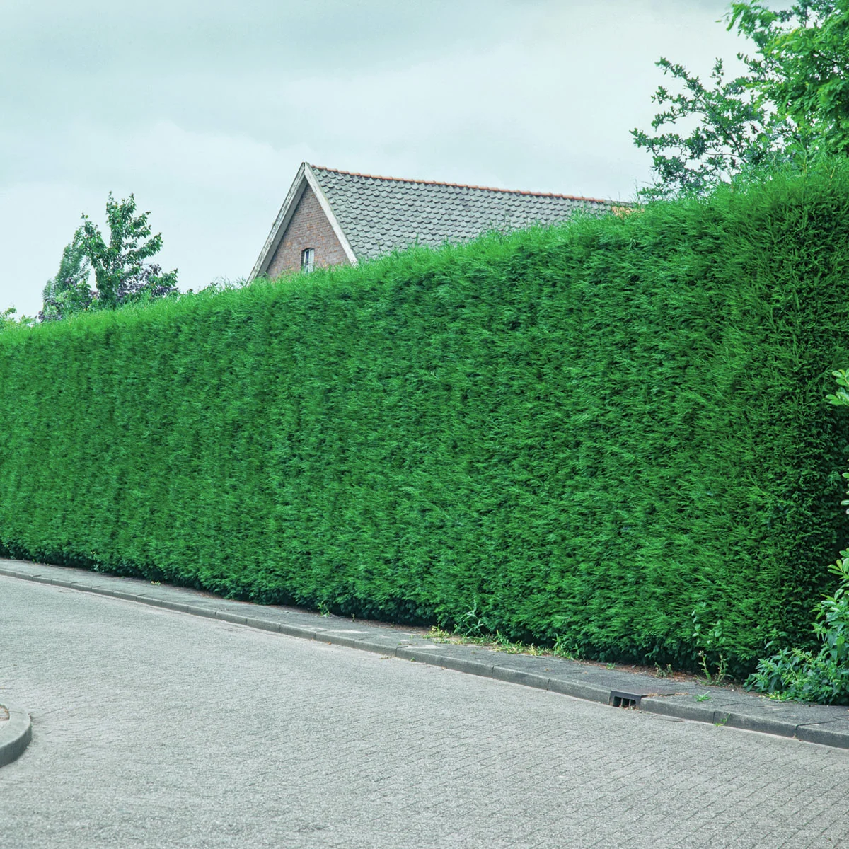 Leylandzypresse, im ca. 23 cm-Topf, Höhe ca. 100 cm