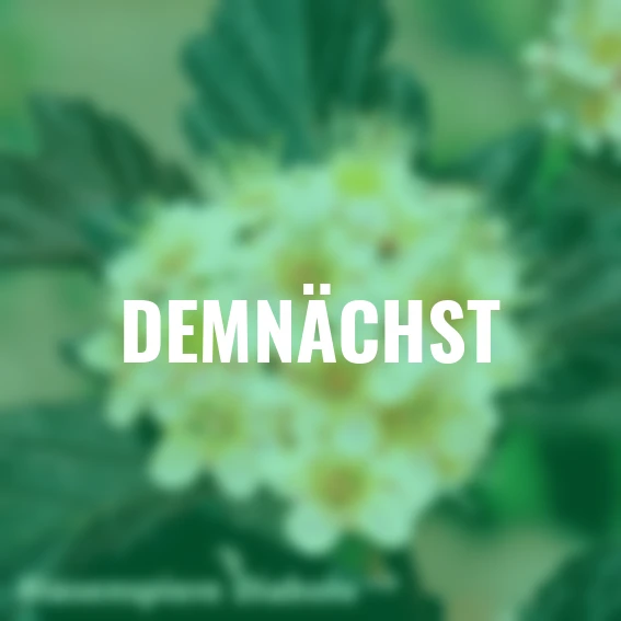 Ziergehölz-Set Blütenhecke