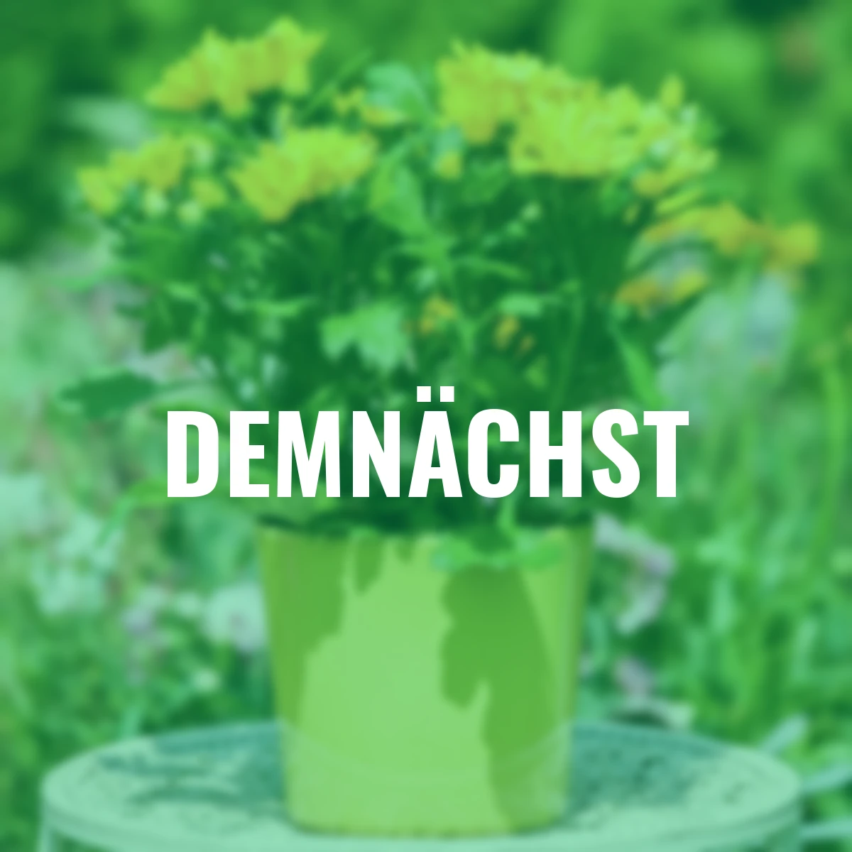 Herbst-Chrysantheme, gelb