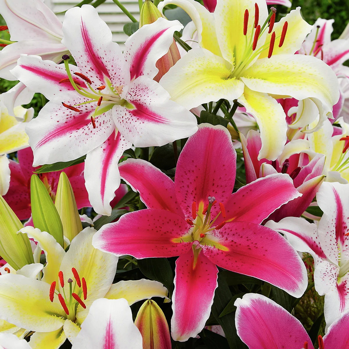 Bicolor Gartenlilien-Mischung
