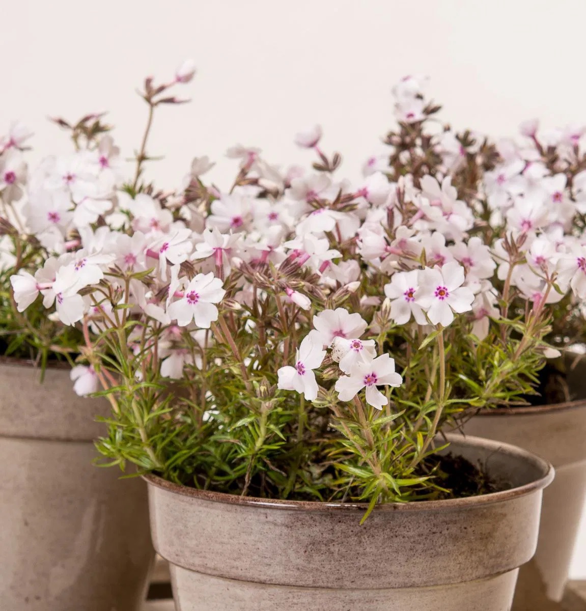 Teppich Flammenblume Amazing Grace (Teppichphlox )