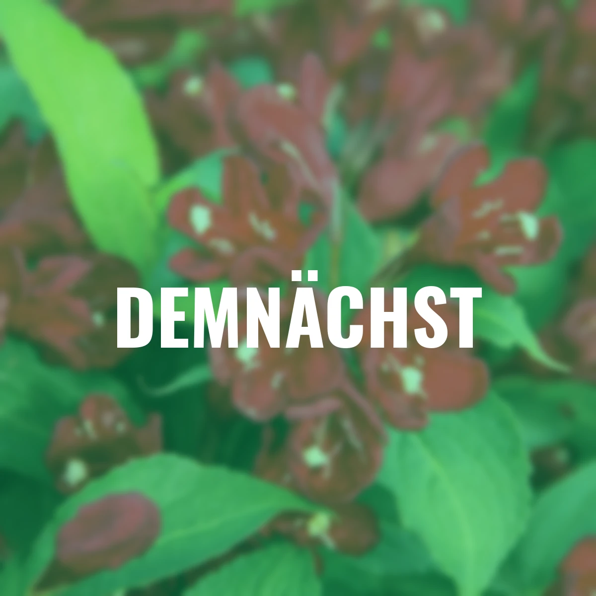 Weigelie Cherry Love