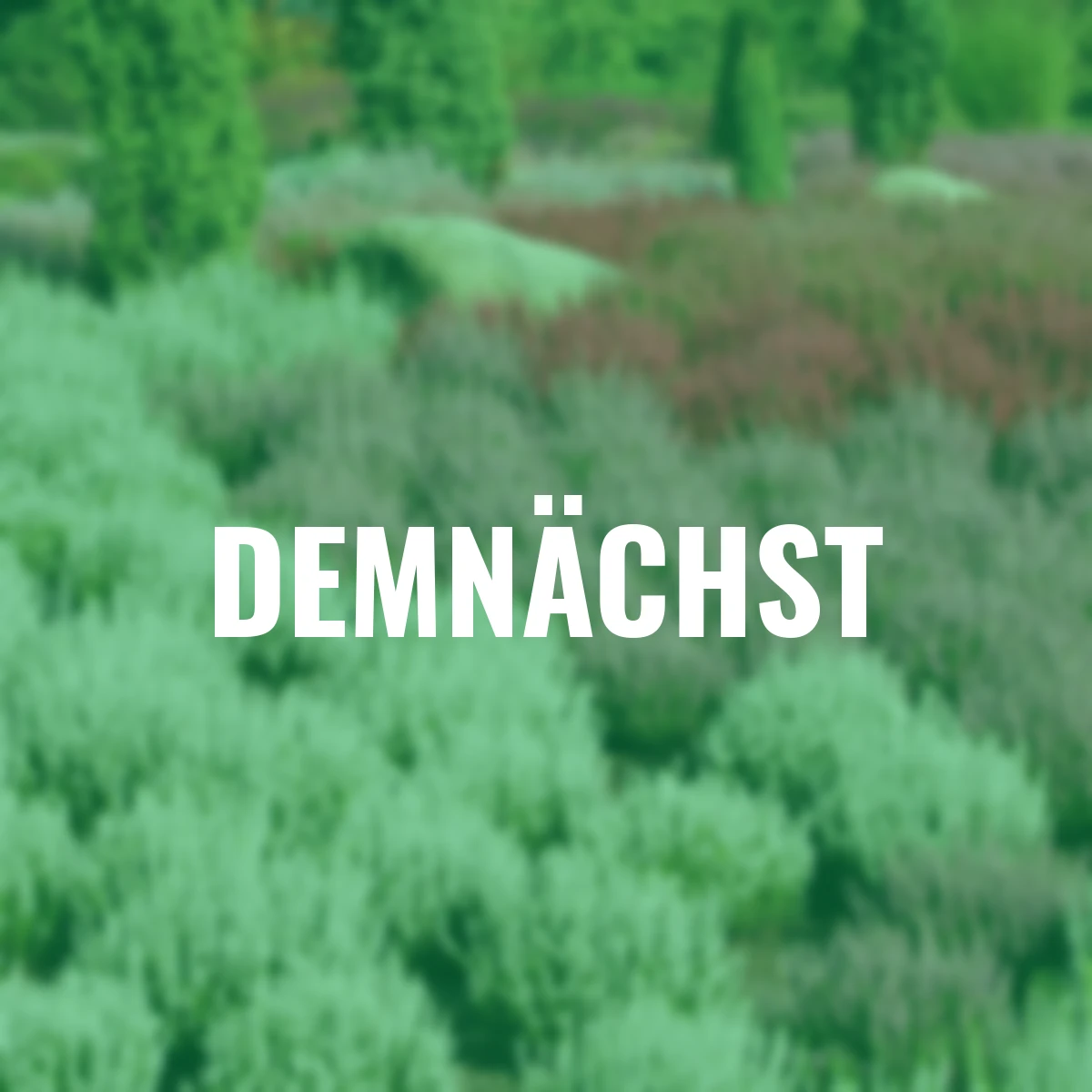 Knospenheide Gardengirls®, weiß