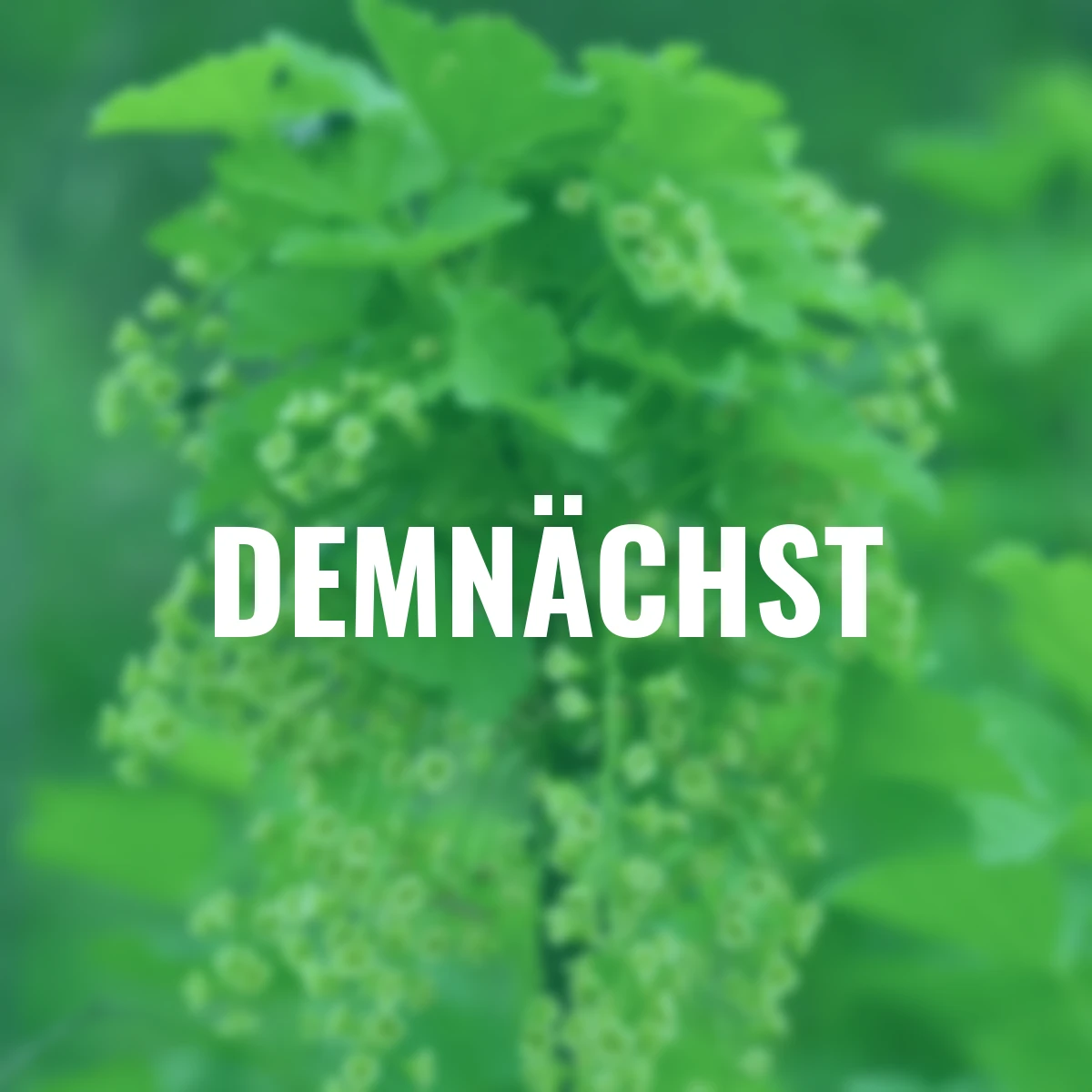 Schwarze Johannisbeere Ben Nevis