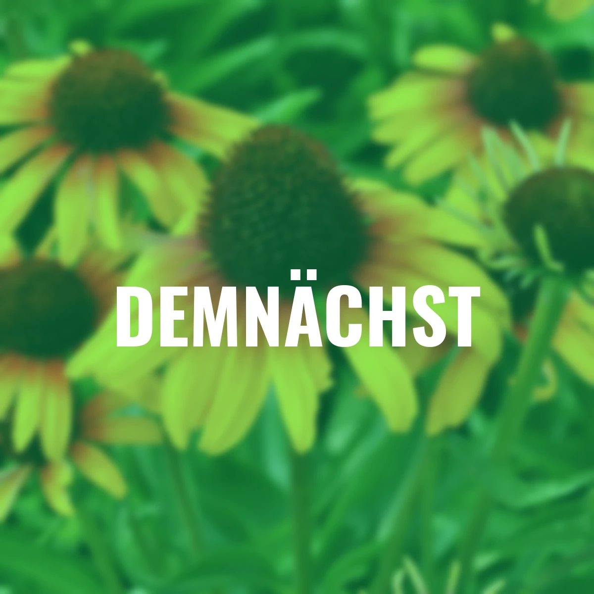 Scheinsonnenhut Parrot