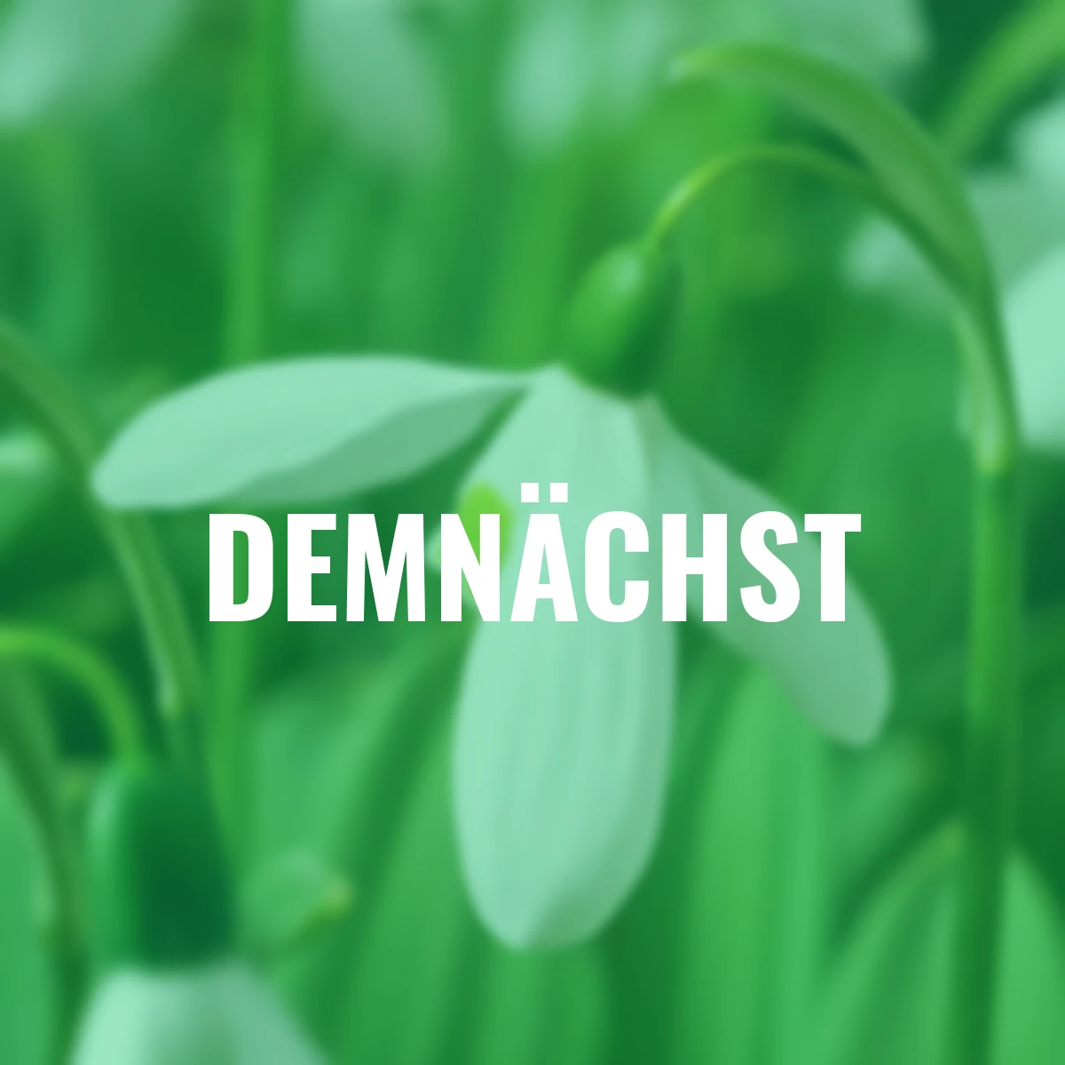 Riesen-Schneeglöckchen Mount Everest