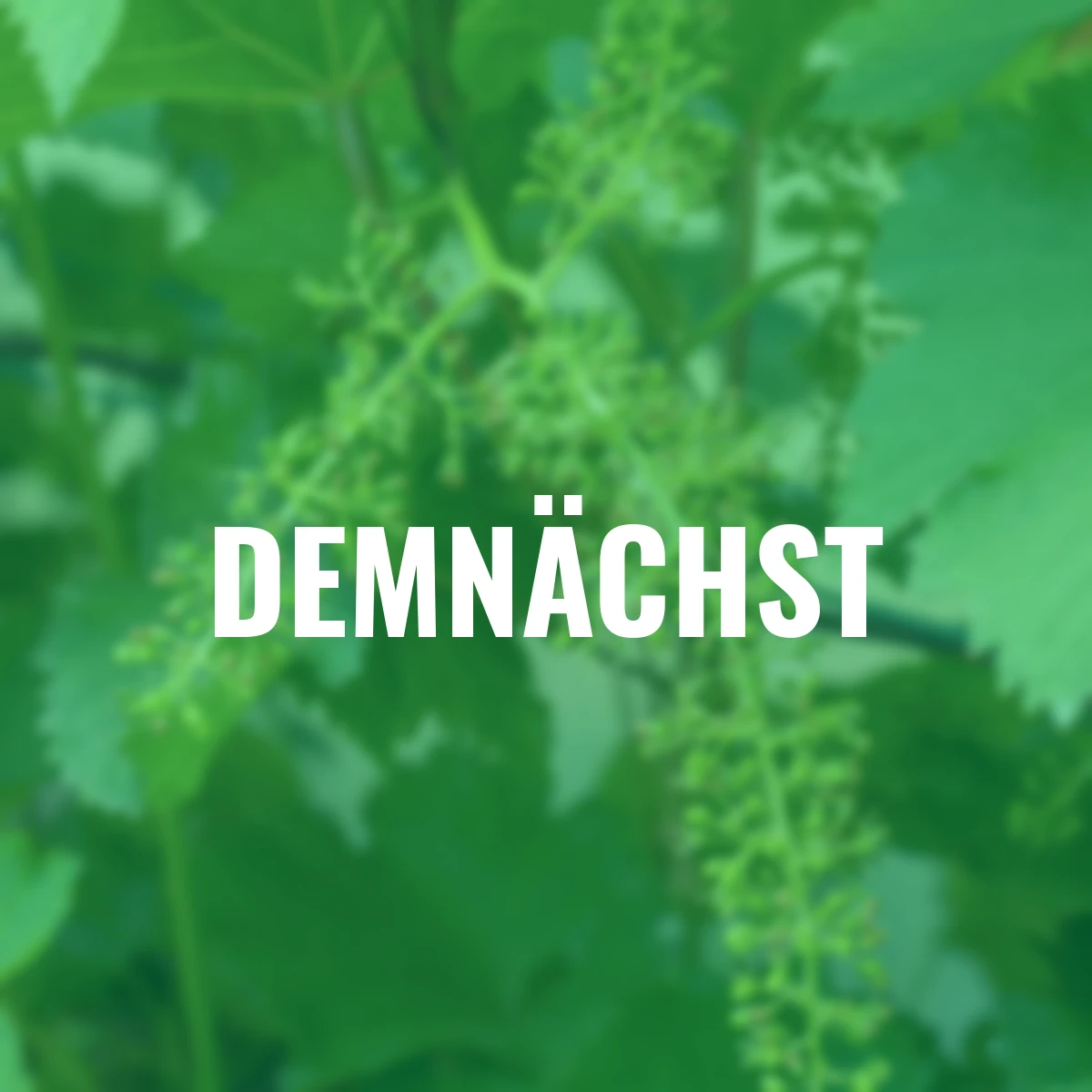 BIO Weintraube Johanniter