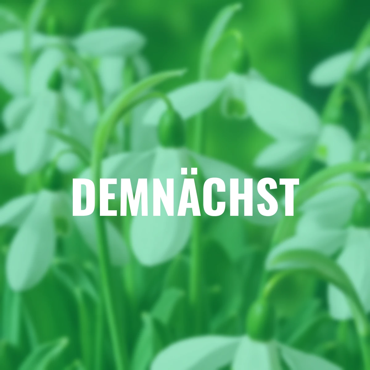 Riesen-Schneeglöckchen Mount Everest