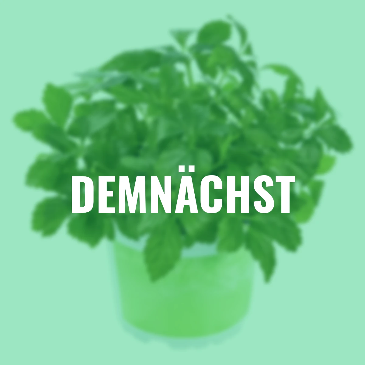 Kräuterpflanze Kraut des Lebens Jiaogulan