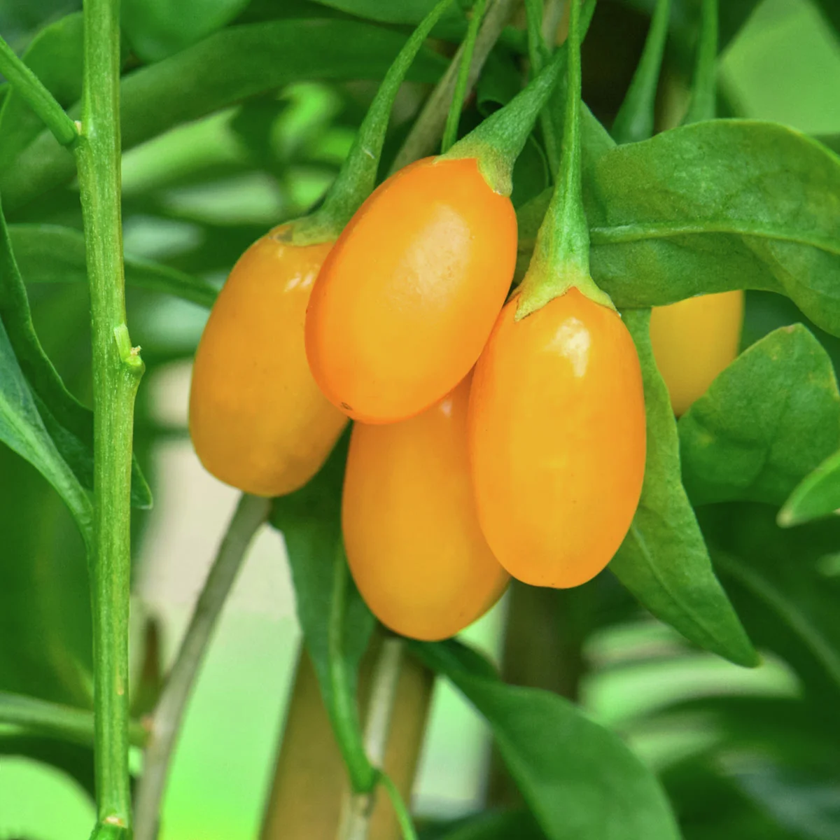 Goji-Beere Amber Sweet Goji