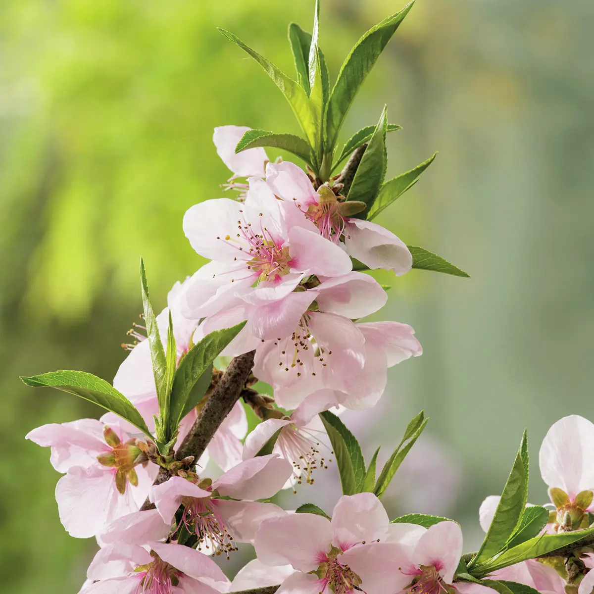 Weißer Pfirsich Fruit Me® Icepeach®