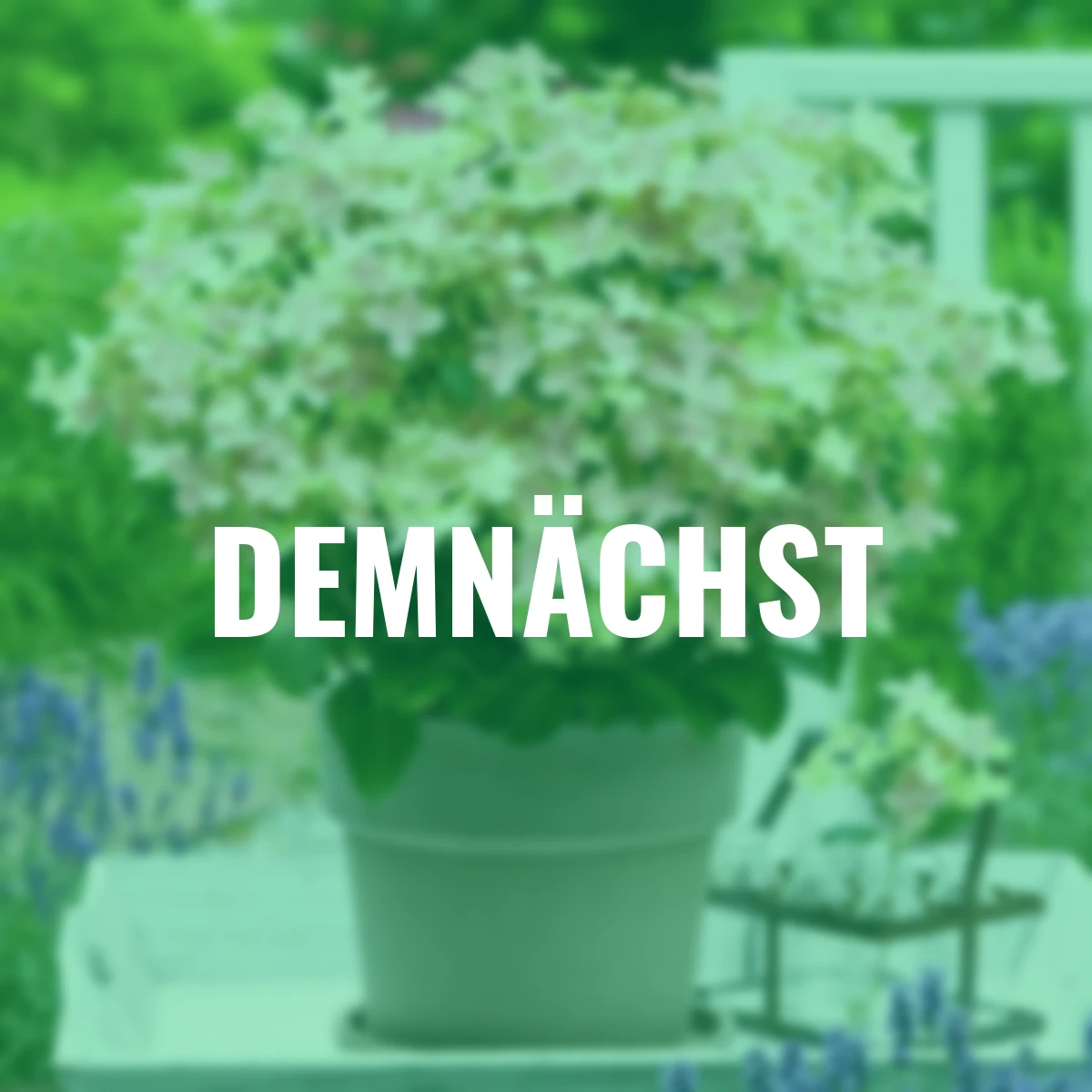 Rispen-Hortensie Switch® Ophelia, im ca. 15 cm-Topf