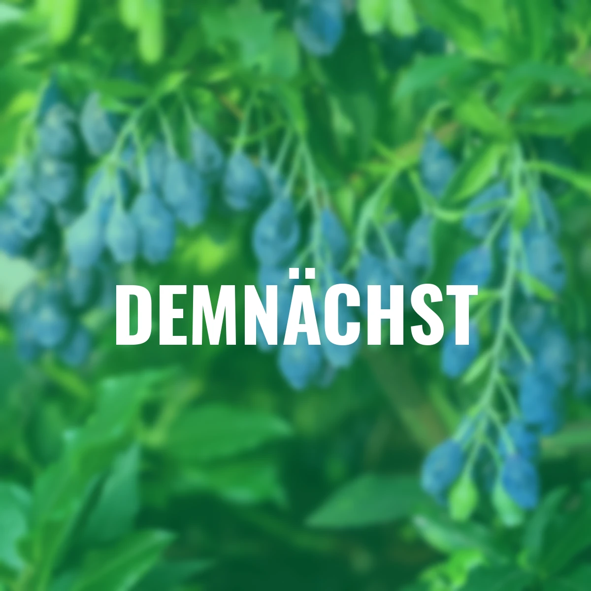 Vier-Monats-Heidelbeere Lucky Berry®