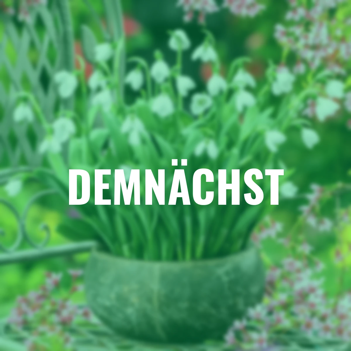 Elwes-Schneeglöckchen