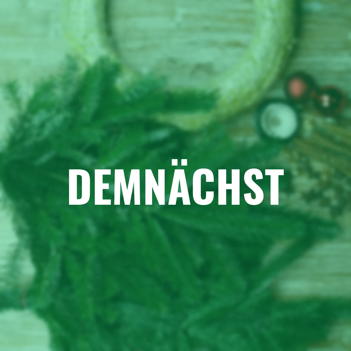 Nordmann-Tanne, Bund 500 g