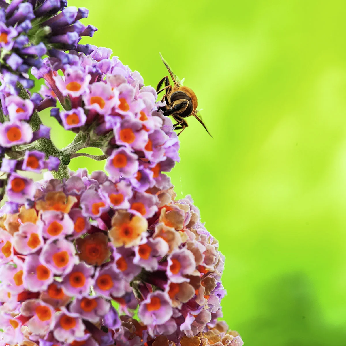 Schmetterlingsflieder Flower Shower