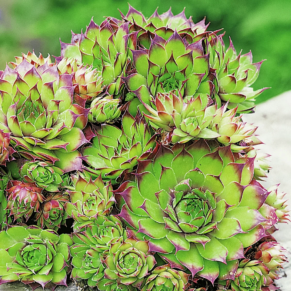 Hauswurz, mehrfarbig