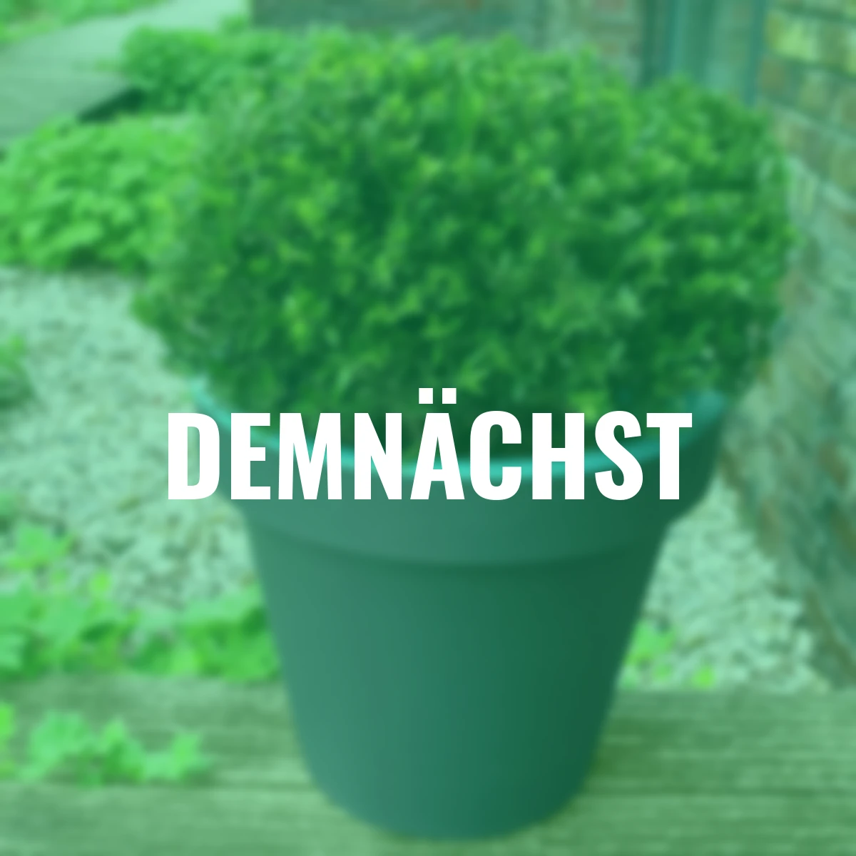 Japanischer Berg-Ilex