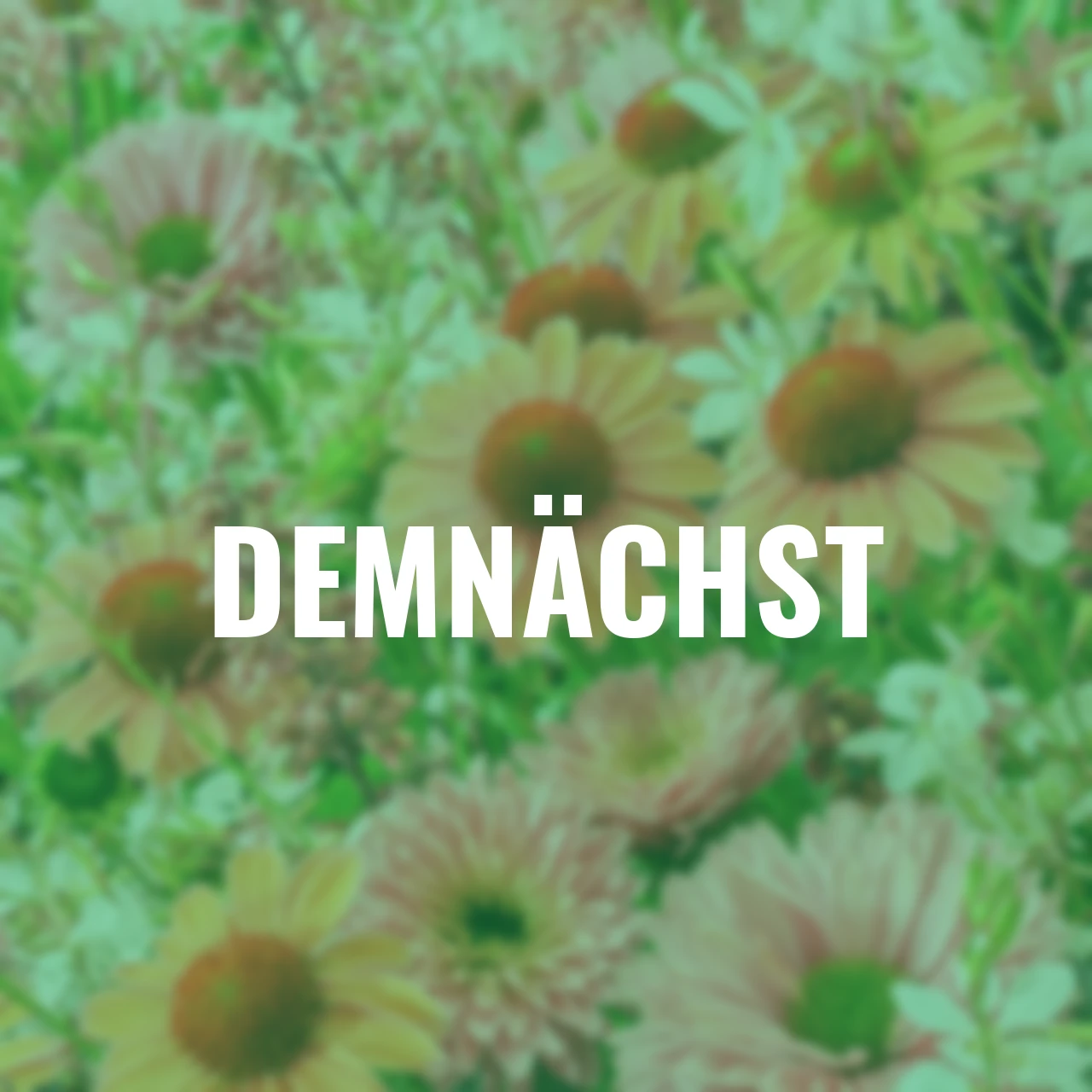 Stauden Set Gartenjuwelen