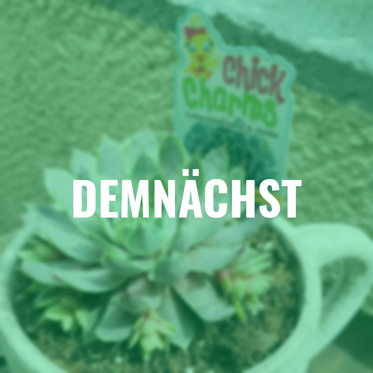 Hauswurz Chick Charms® Berry Blues