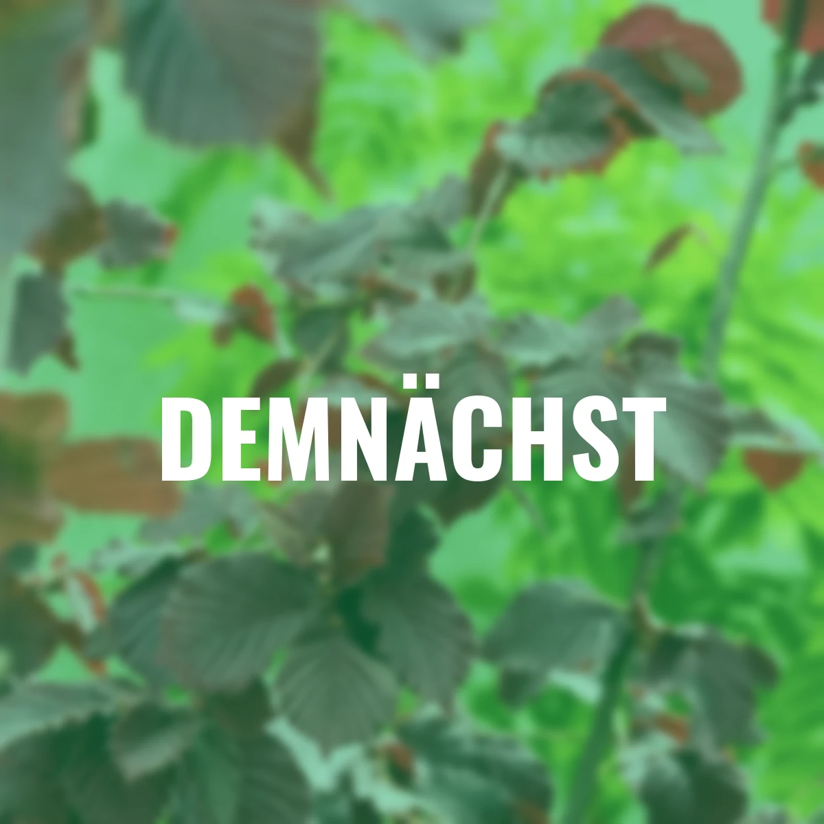 Rote Haselnuss Hoogeveen