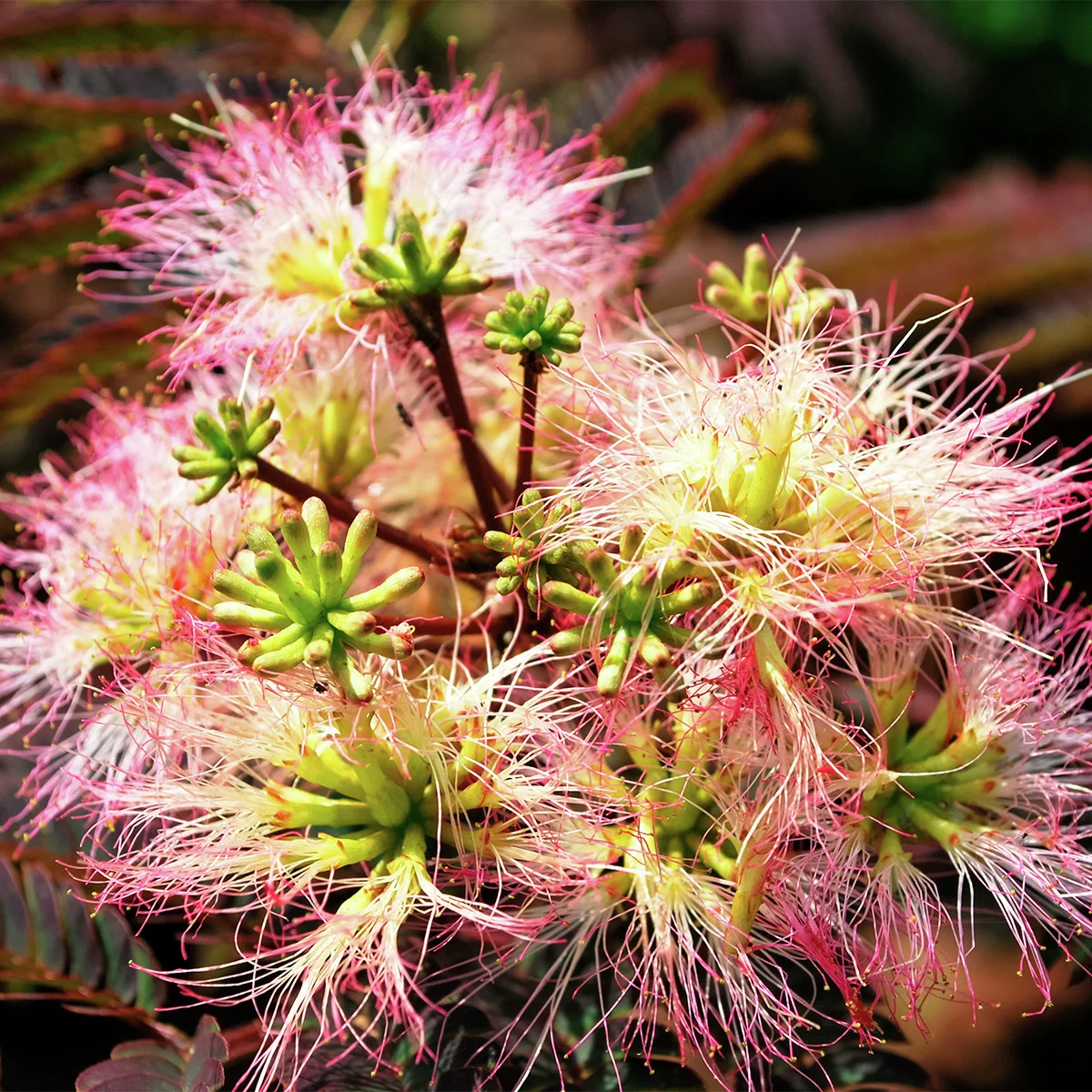 Seidenbaum Summer Chocolate