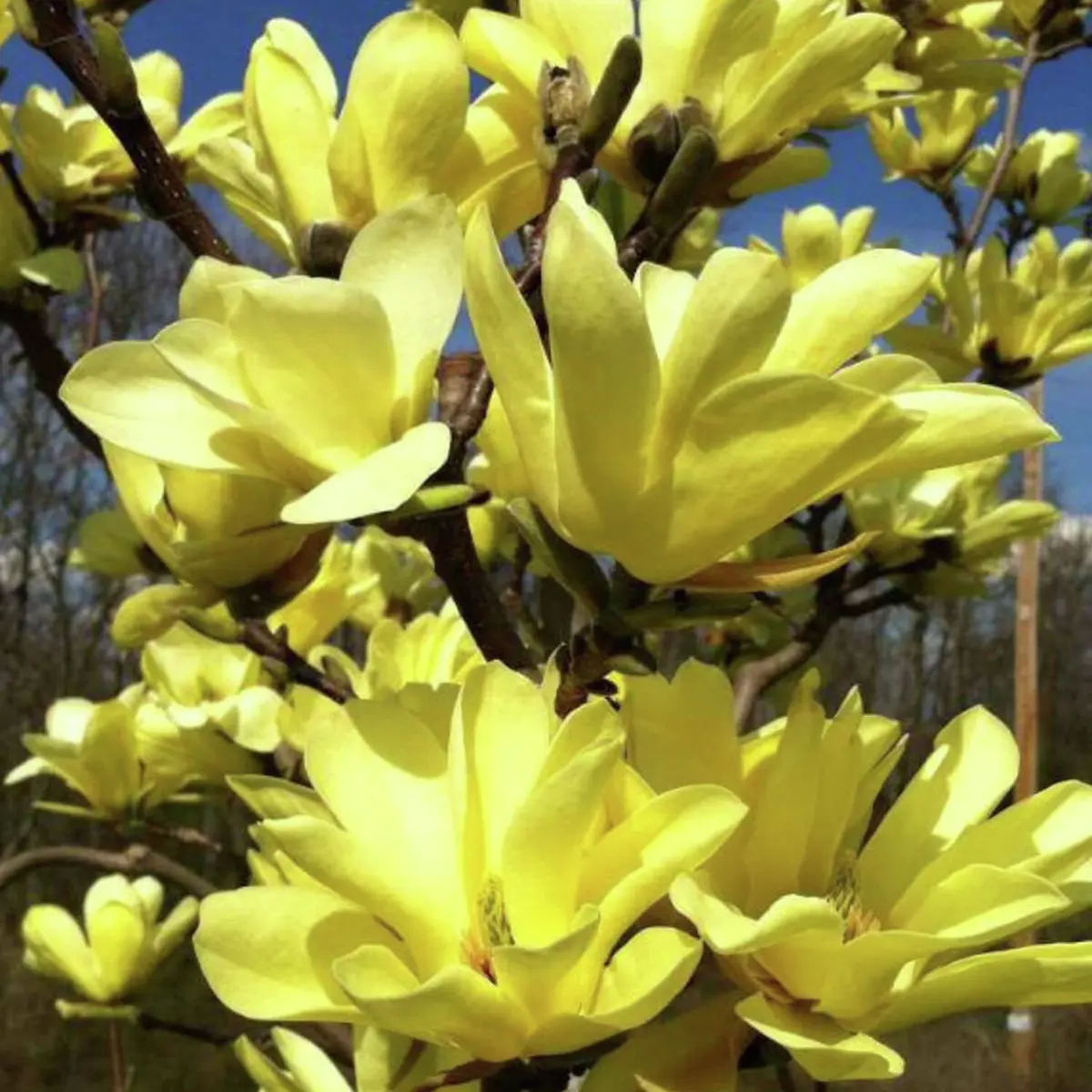 Tulpen-Magnolie Yellow Lantern