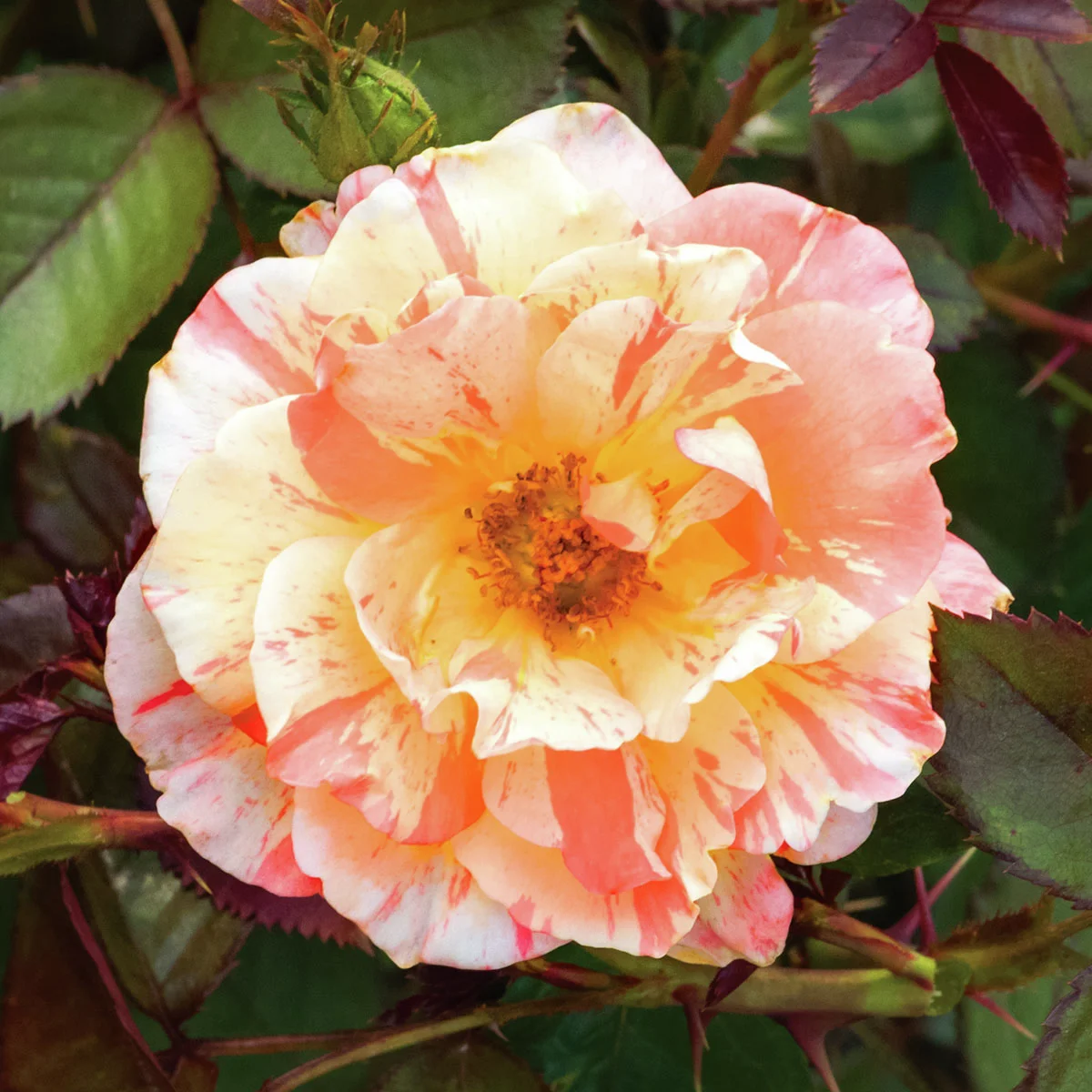 Beetrose Vizantina Freska, wurzelverpackt