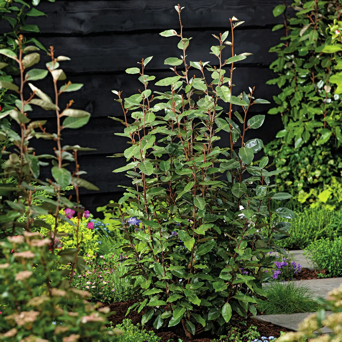 Wintergrüne Ölweide