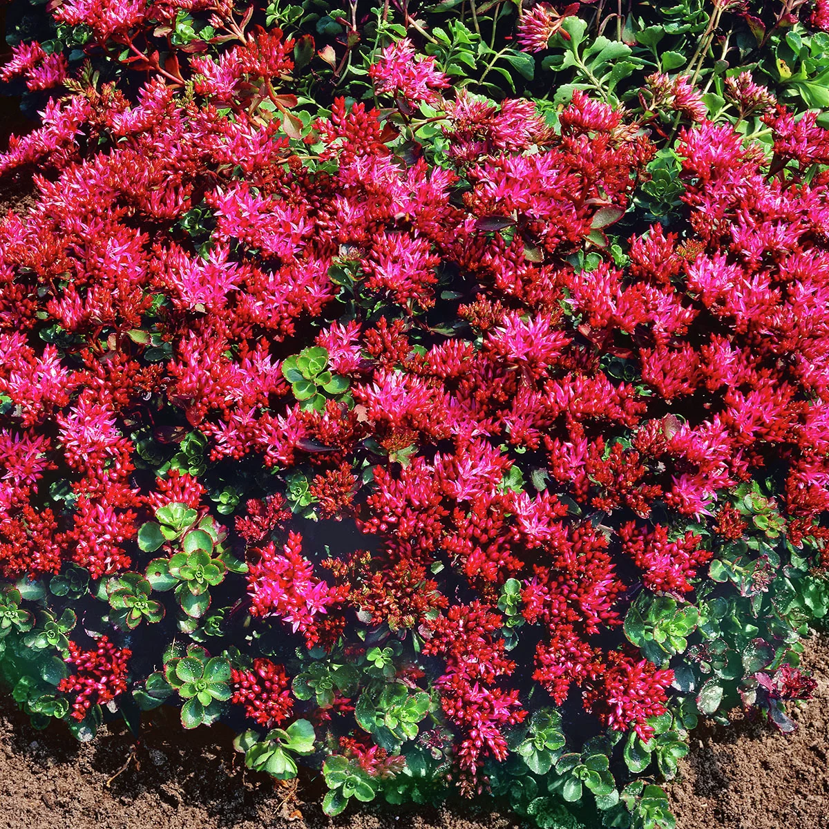 Teppich-Fetthenne, pink