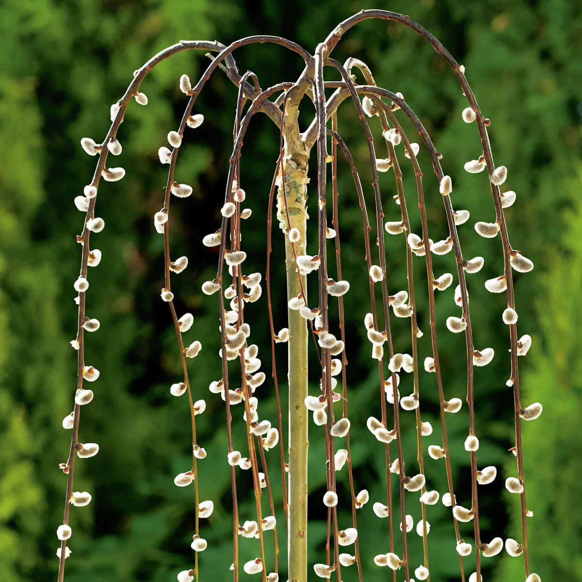 Hängende Kätzchenweide