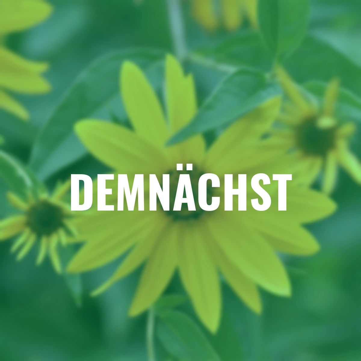 Topinambur Topstar, Pflanzgut