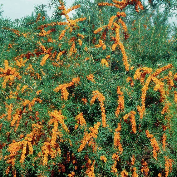 Sanddorn Leikora, weiblich