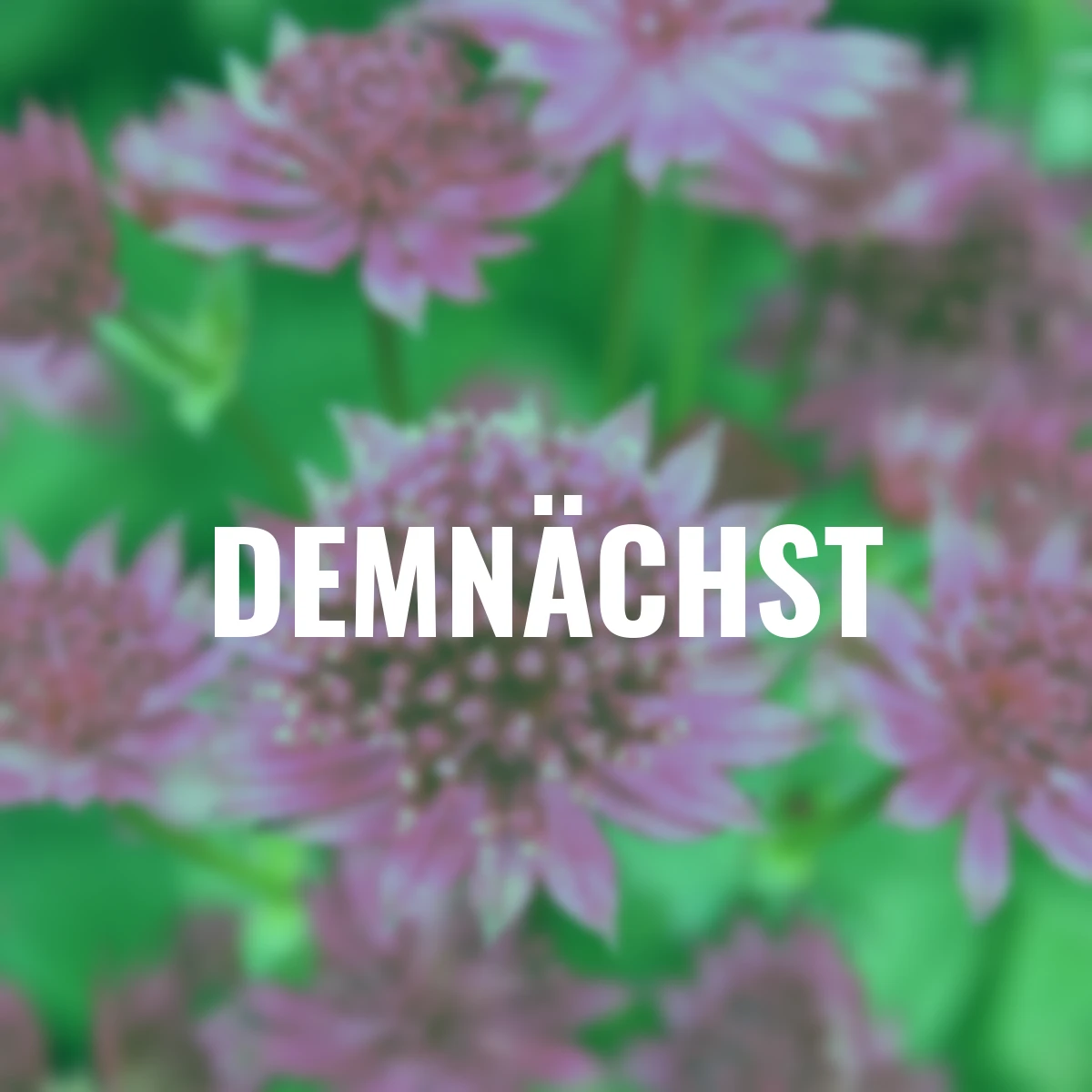 Große Sterndolde Pink Joyce