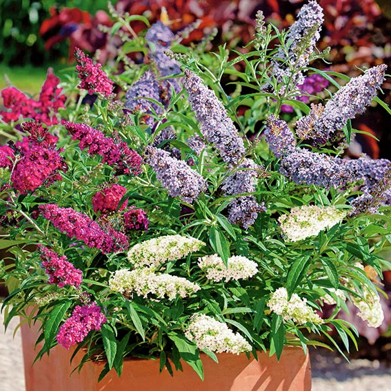 Trio-Zwergschmetterlingsflieder