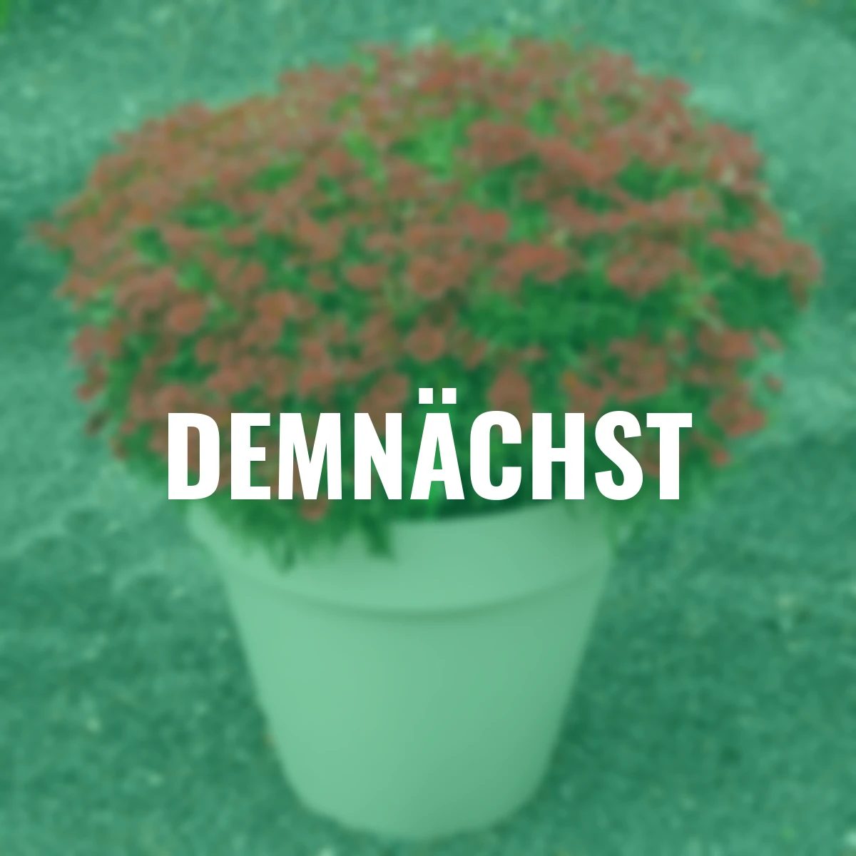 Mädchenauge Cherry Pie