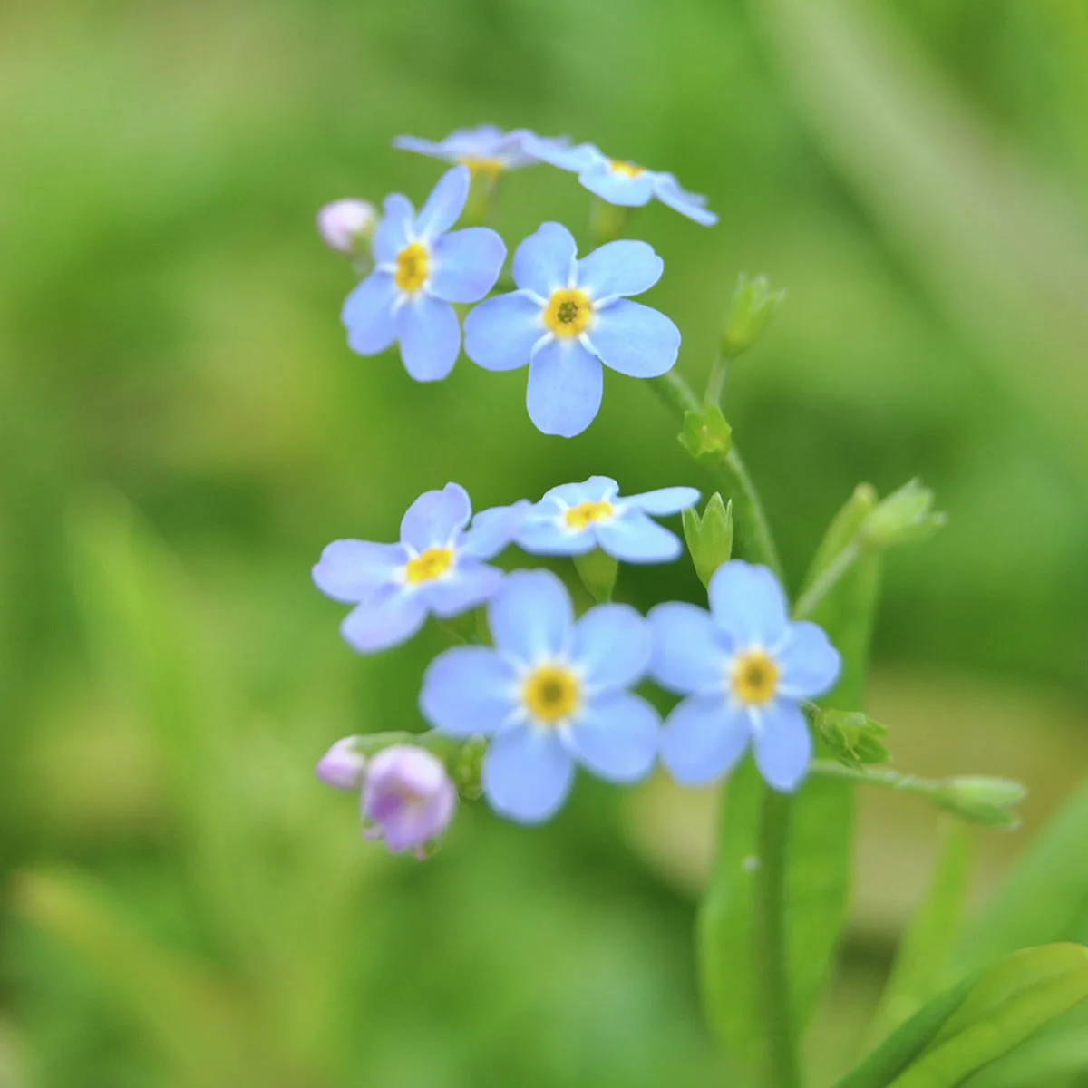 Sumpfvergissmeinnicht