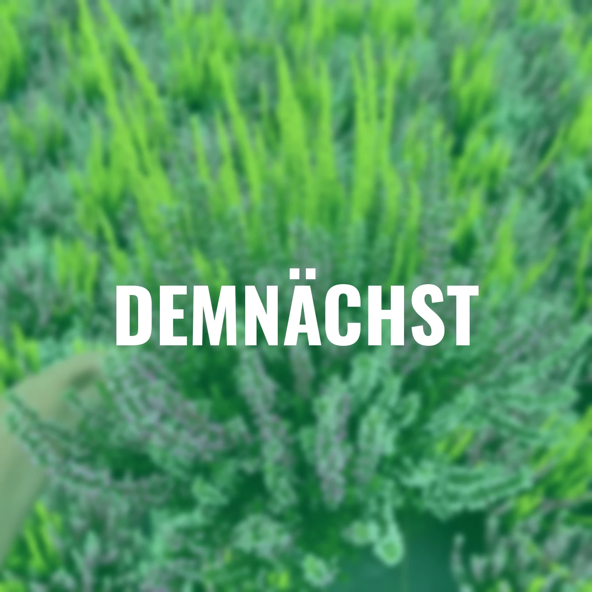 Knospenheide Trio Lönneby