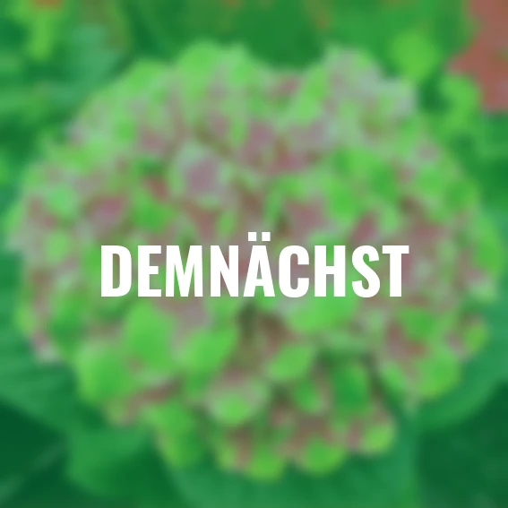 Ballhortensie Magical Amethyst