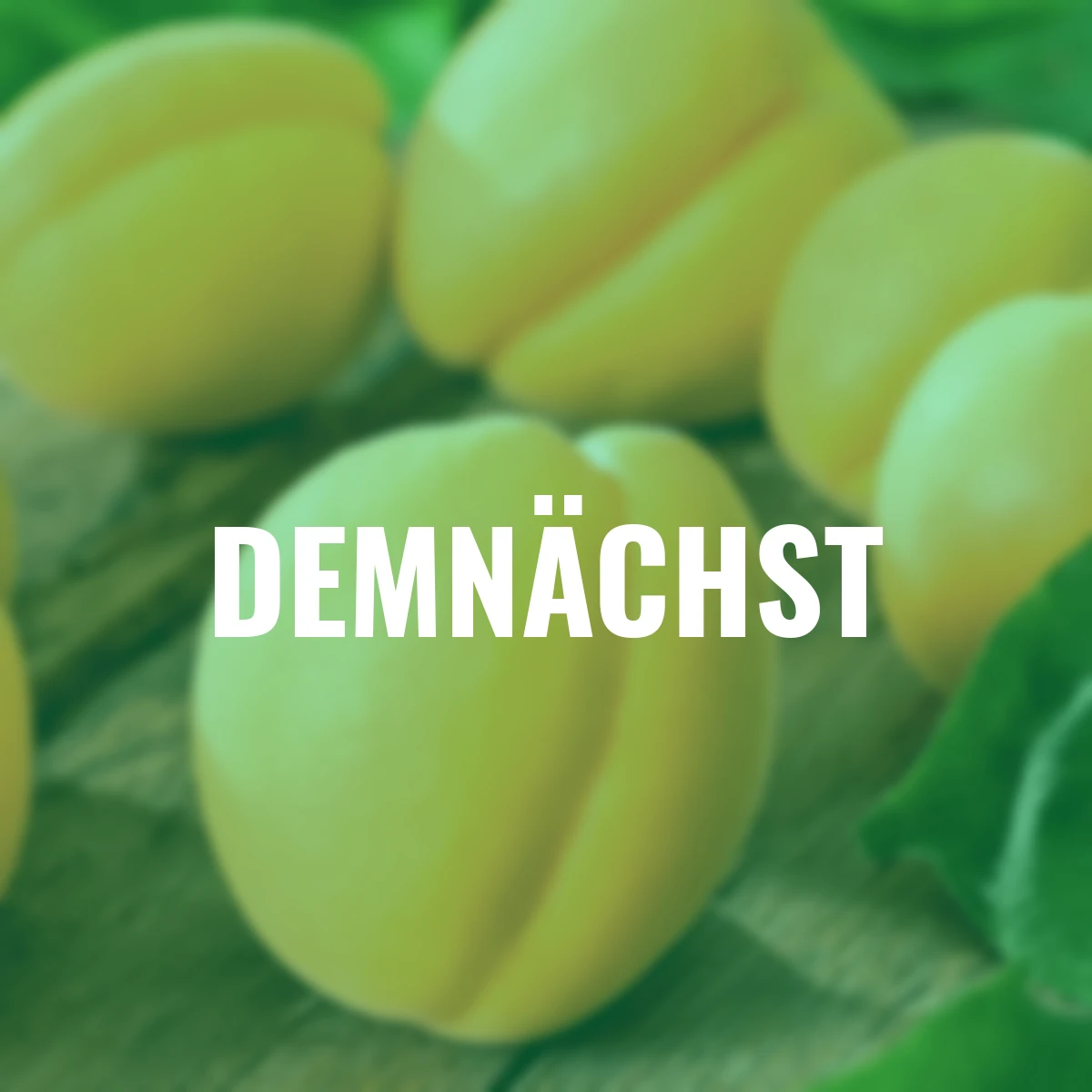 Säulen-Aprikose Golden Sun