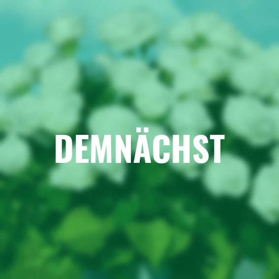 Edelrose Roger Whittaker, wurzelverpackt