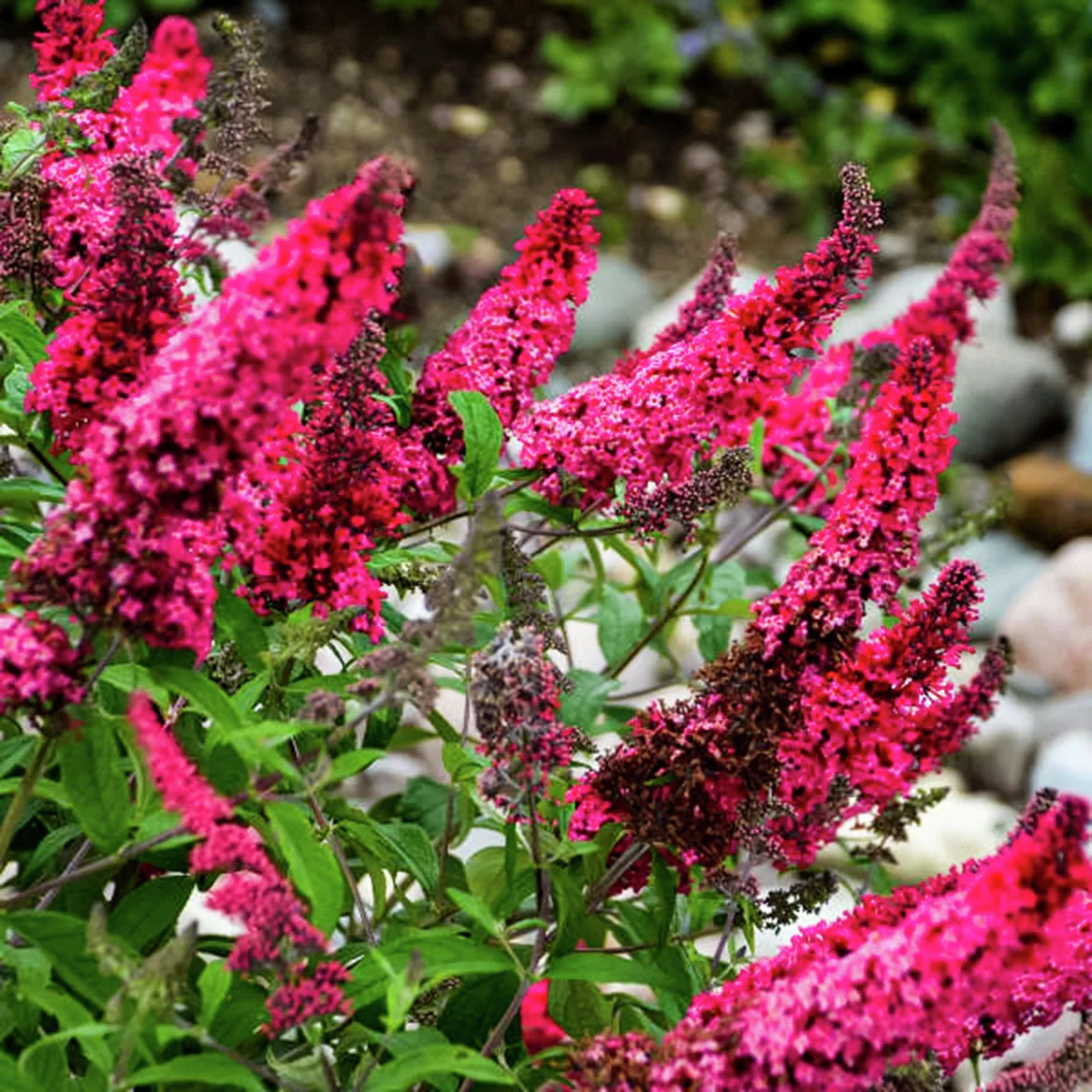 Zwerg-Schmetterlingsflieder Prince Charming®