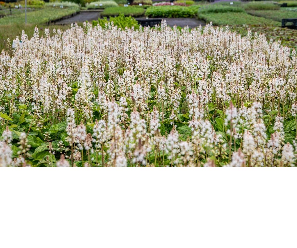 Amerikanische Schaumblüte