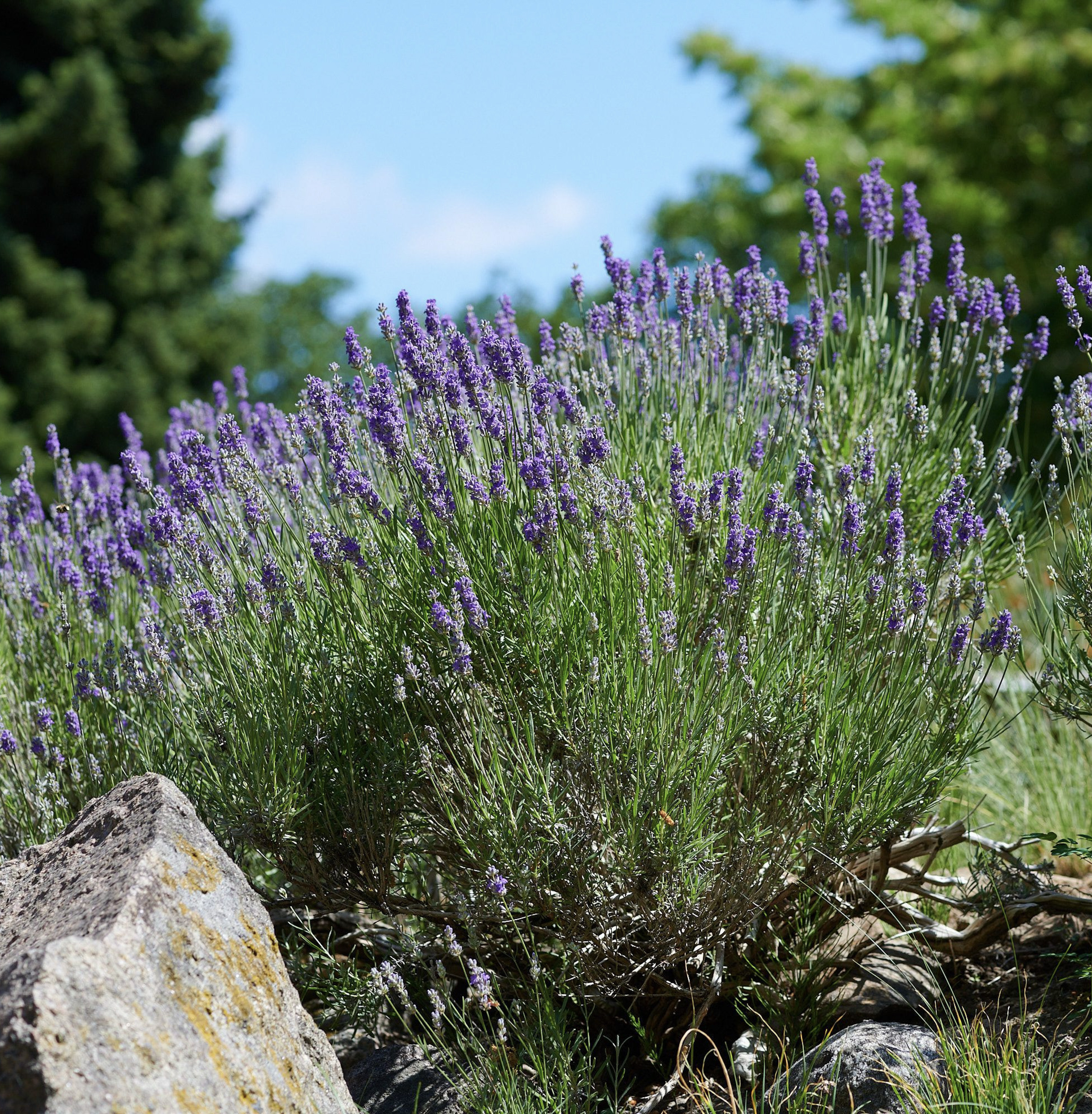 Lavendel Dwarf Blue