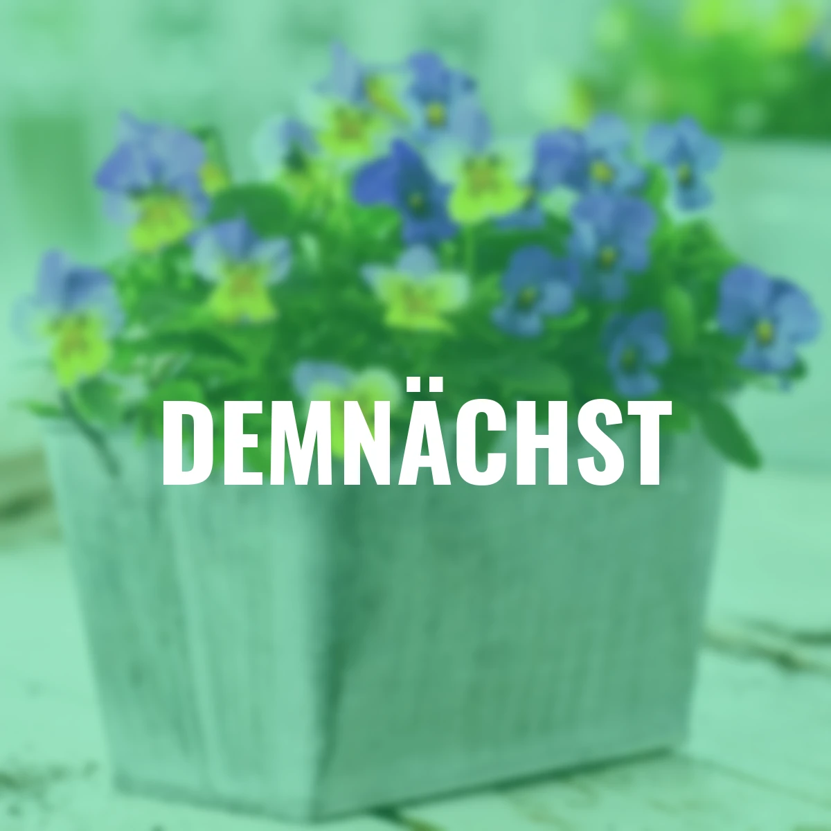 Mini-Hornveilchen Ice Babies® Blue with Yellow