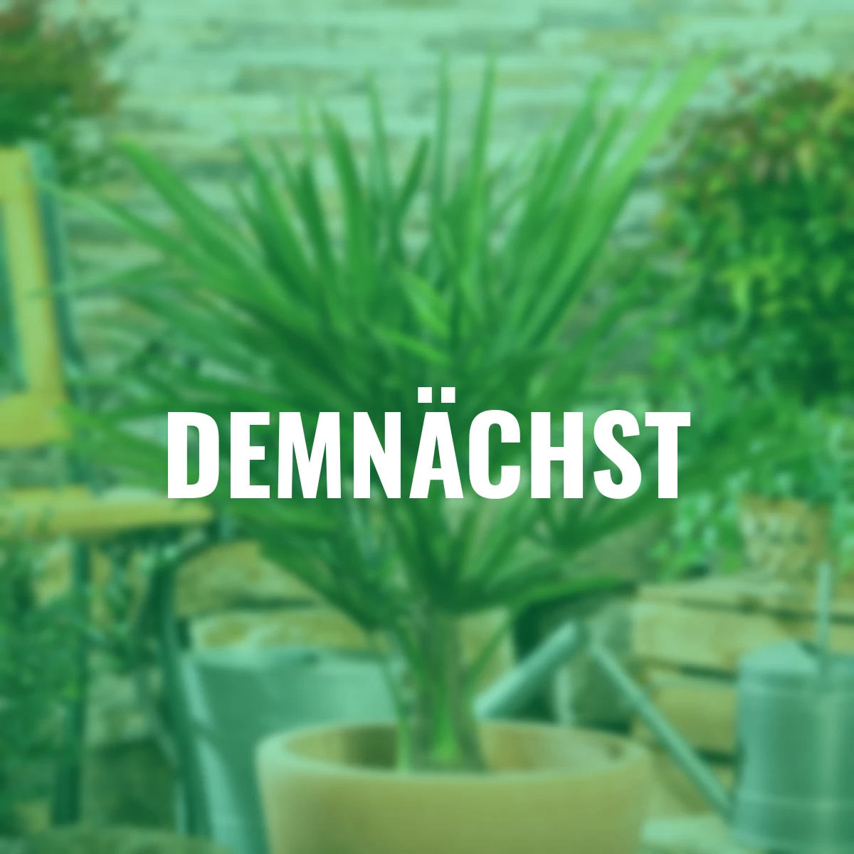 Sizilianische Zwergpalme Etna