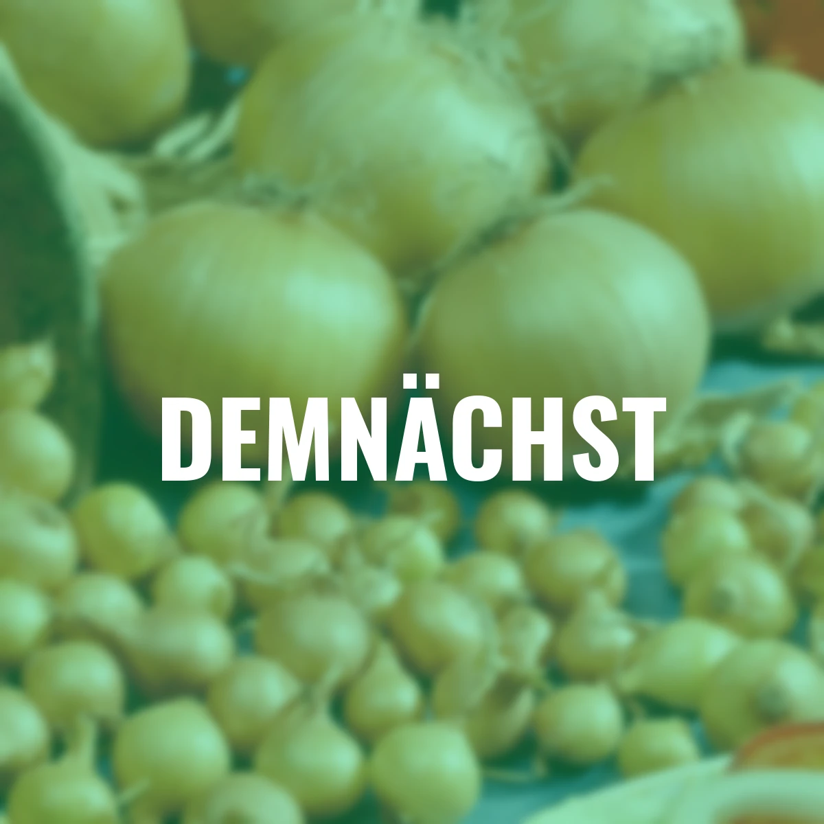 BIO Steckzwiebel Sturon, 250 g