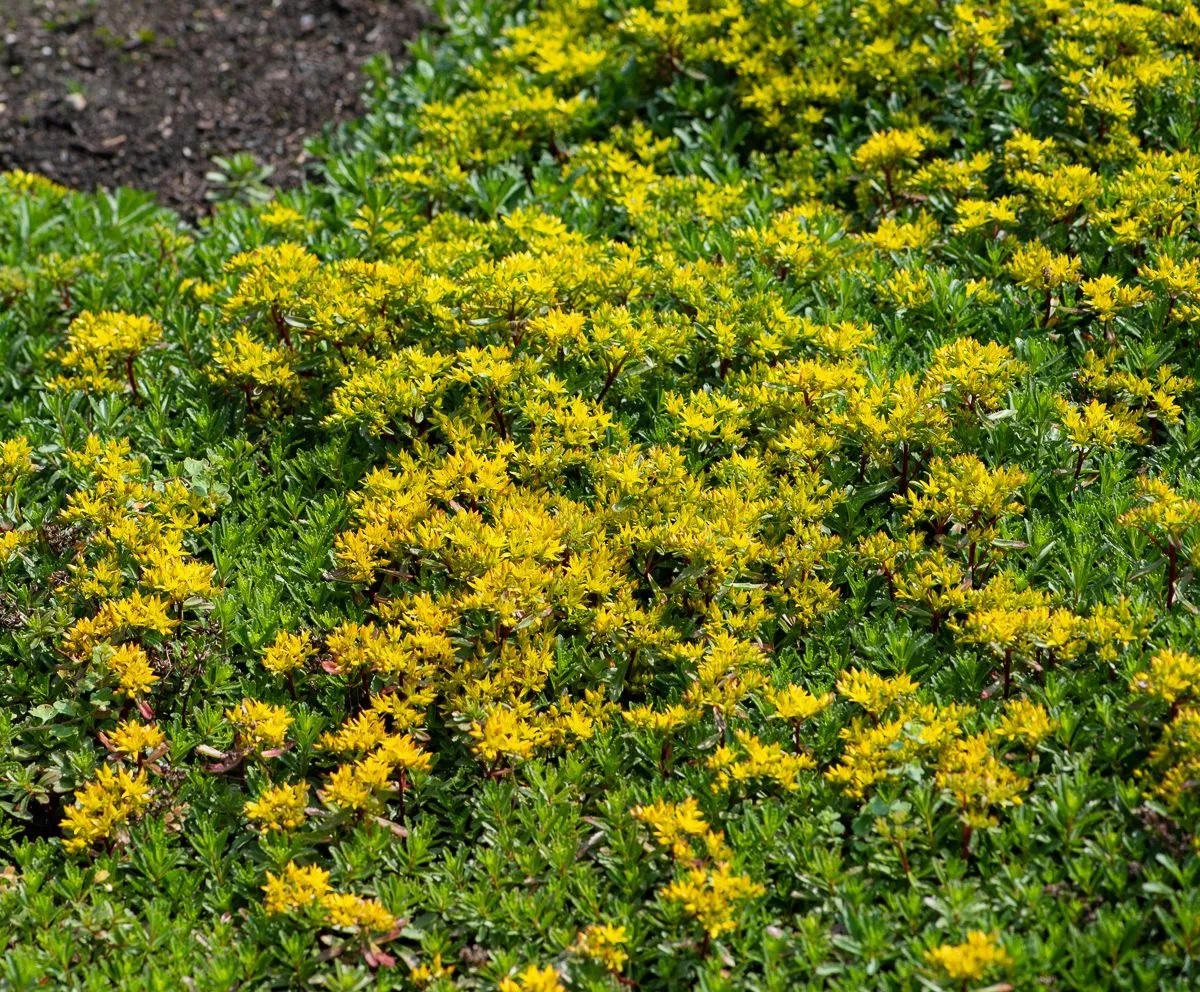 Fetthenne Weihenstephaner Gold