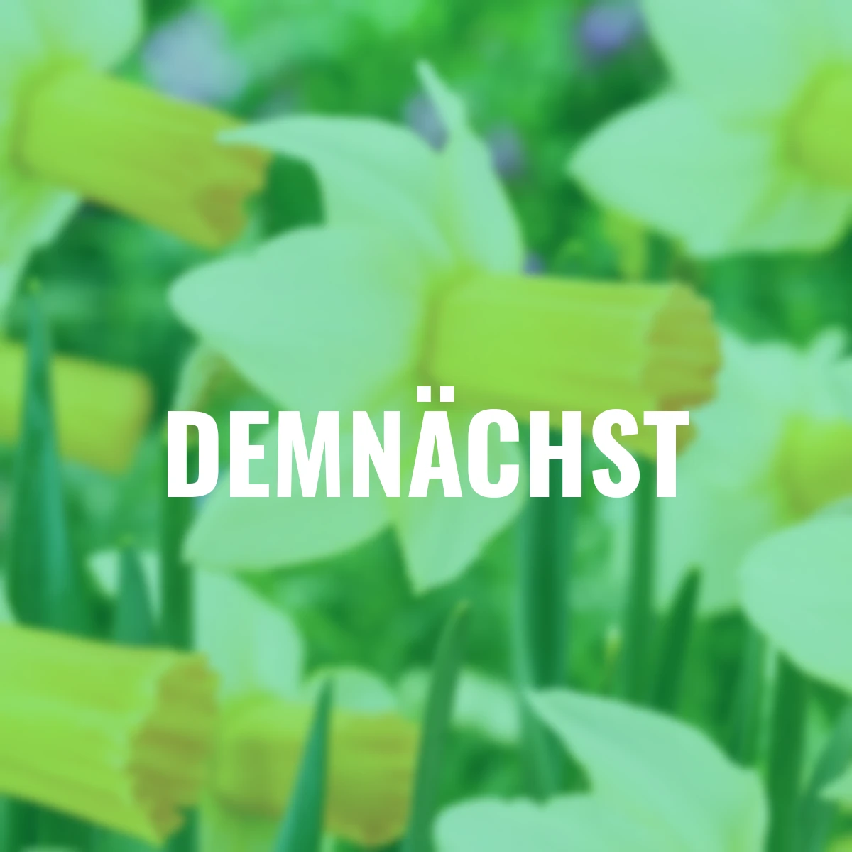 Narzissen-Set Zauberhaftes Blütenduo