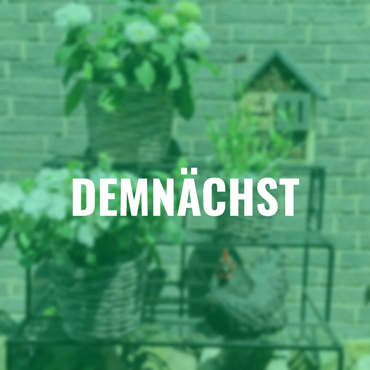 Weide-Pflanzkorb mit Henkel, 3er Set